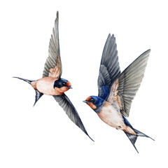 Flying swallow birds couple watercolor vintage style painted illustration. Cute sweet barn swallows with spread wings decor element. Wildlife nature martin bird on white background