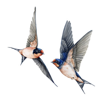 Flying swallow birds couple watercolor vintage style painted illustration. Cute sweet barn swallows with spread wings decor element. Wildlife nature martin bird on white background