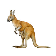 Red kangaroo with joey isolated on white background. Hand drawn realistic vintage style watercolor illustration. Australian native marsupial mammal. Female kangaroo with baby in a pouch