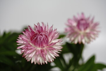 Fototapeta premium ヘリクリサムの花