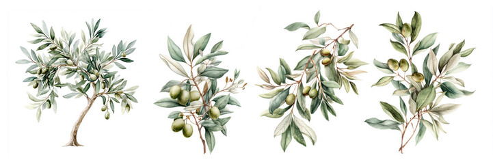 Detailed botanical illustration of olive trees and branches showcasing green olives and leaves in a natural setting