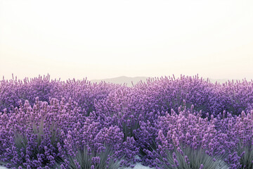 Obraz premium lavender field at sunset