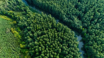 aerial forest river green trees environment nature landscape ecology pure natural view conservation

