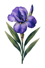 Hyper-realistic iris flower

