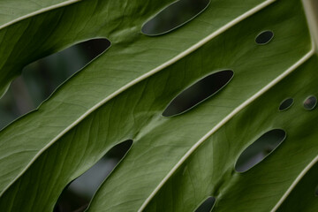 Close up abstract form of Green leaves for background