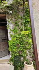 stone staircase in the garden