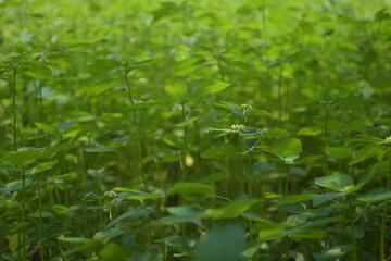 Green Plants in the Natural Environment