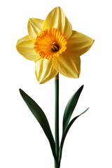 Hyper-realistic yellow daffodil flower with trumpet-shaped petals and green stem, isolated on white background


