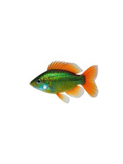 Fototapeta premium Aquarium fish rosy barb pet colorful fish isolated black