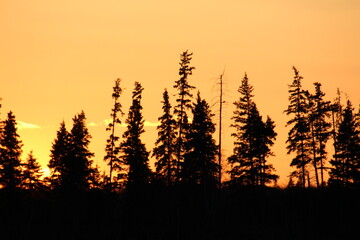 sunset in the field, Elk Island National Park, Alberta
