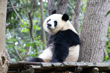 Sweet Female Panda, Yuan Run, Chengdu, China