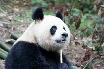 Sweet Female Panda, Yuan Run, Chengdu, China
