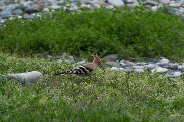 Eurasian Hoopoe (Upupa epops). Hoopoe on a pebble beach in Batumi © Maksim Mikhailov