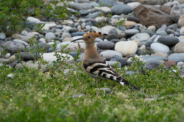 Eurasian Hoopoe (Upupa epops). Hoopoe on a pebble beach in Batumi © Maksim Mikhailov
