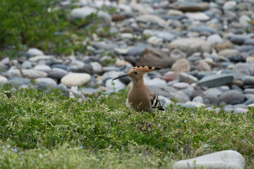 Eurasian Hoopoe (Upupa epops). Hoopoe on a pebble beach in Batumi © Maksim Mikhailov