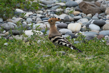Eurasian Hoopoe (Upupa epops). Hoopoe on a pebble beach in Batumi © Maksim Mikhailov
