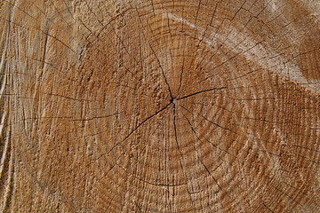 Old wood texture. Wood background. Wood texture with annual rings. Close up of a cut tree trunk