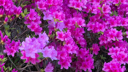 봄꽃의 대표, 만개한 철쭉 The representative spring flower, azalea in full bloom