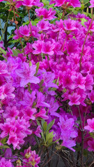 Obraz premium The representative spring flower, azalea in full bloom