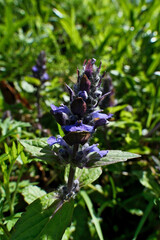 Blue japanese bugle (Ajuga reptans). Ajuga flowers on a meadow in spring.