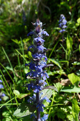 Blue japanese bugle (Ajuga reptans). Ajuga flowers on a meadow in spring.