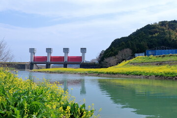 波介川を彩る菜の花と波介川水門　（高知県　土佐市）
