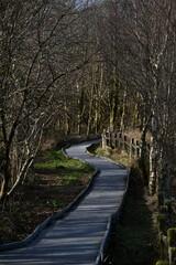 the walkway over the bog at cors caron in the sun 