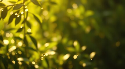 Obraz premium green leaves in sunlight