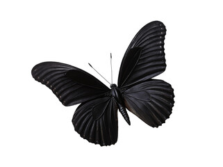 black beautiful butterfly on white background