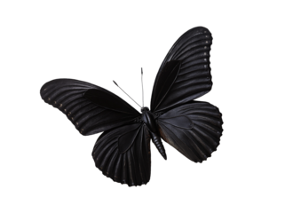 black beautiful butterfly on white background