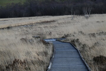 the walkway over the bog at cors caron in the sun 