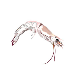 sea ​​shrimp vector illustration without background