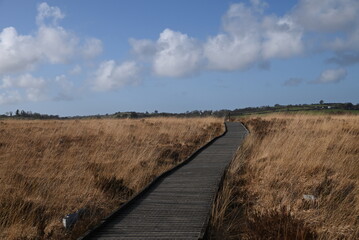 the walkway over the bog at cors caron in the sun 