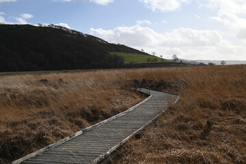 the walkway over the bog at cors caron in the sun 