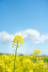Obraz premium 春の花