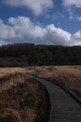 the walkway over the bog at cors caron in the sun 