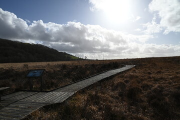 the walkway over the bog at cors caron in the sun 