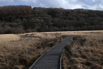 the walkway over the bog at cors caron in the sun 