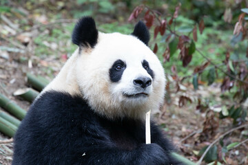 Fototapeta premium Sweet female Panda, Yuan Run, Chengdu Panda Base, China