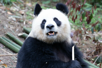 Obraz premium Sweet female Panda, Yuan Run, Chengdu Panda Base, China