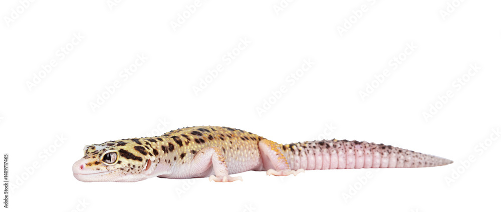 Poster Beautiful Mack Snow Eclipse colored Eublepharis macularius or Leopard Gecko, standing side ways. Isolated cutout on a transparent background. Looking straight ahead away from camera.