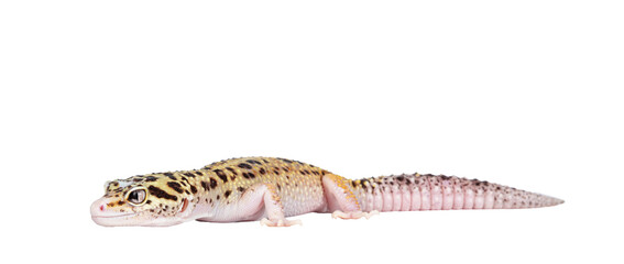 Beautiful Mack Snow Eclipse colored Eublepharis macularius or Leopard Gecko, standing side ways. Isolated cutout on a transparent background. Looking straight ahead away from camera.