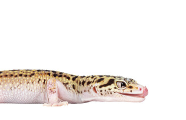 Head shot of beautiful Mack Snow Eclipse colored Eublepharis macularius or Leopard Gecko, standing side ways. Isolated cutout on a transparent background. Looking straight ahead showing profile and to