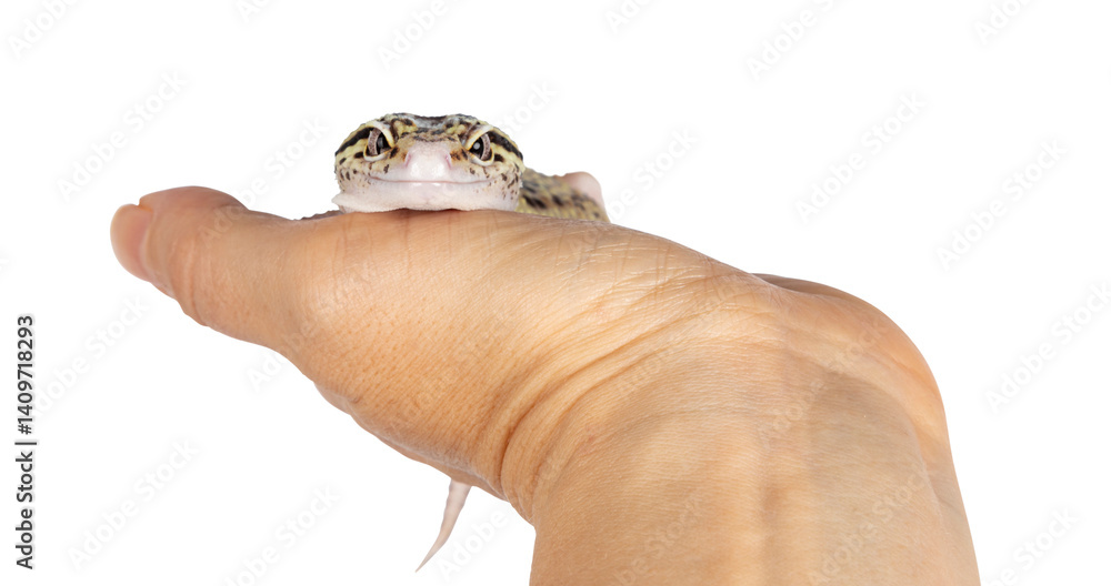 Poster beautiful mack snow eclipse colored eublepharis macularius or leopard gecko, standing on human hand.