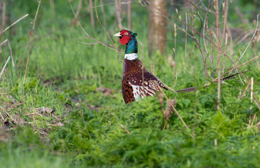 Phasianus colchicus. Ring-necked Pheasant. A male bird standing in the middle of a meadow
