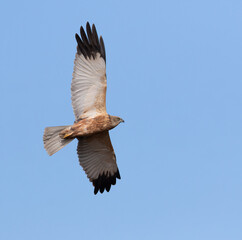 Western marsh harrier, Circus aeruginosus. A bird flies over the riverbed against the blue sky