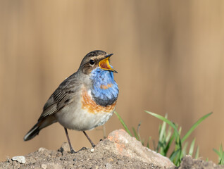 Bluethroat, Luscinia svecica. A male bird sings while sitting on the ground near the river