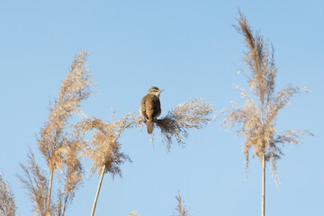 Great reed warbler sitting on a reed against a blue sky