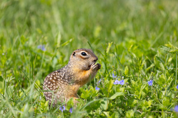 Speckled ground squirrel animal standing in the grass eating something