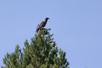 White-tailed eagle sits on a tree against the sky